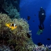 anemonefish_banded_two_dae_ni_h_0141_egy2198.jpg
